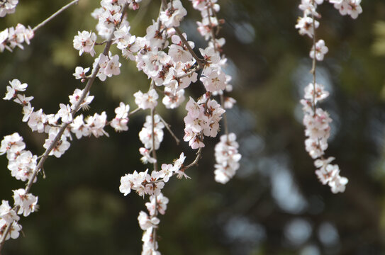 山桃树花