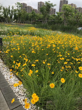 小菊花