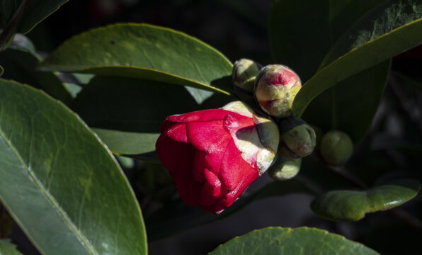 山茶花