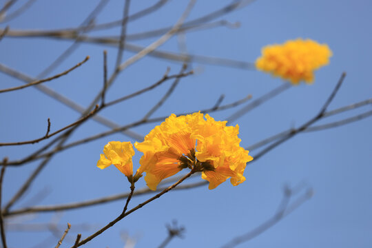 黄花风铃木花卉