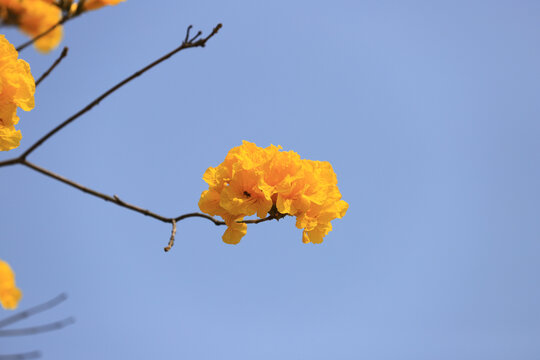 黄花风铃木花卉