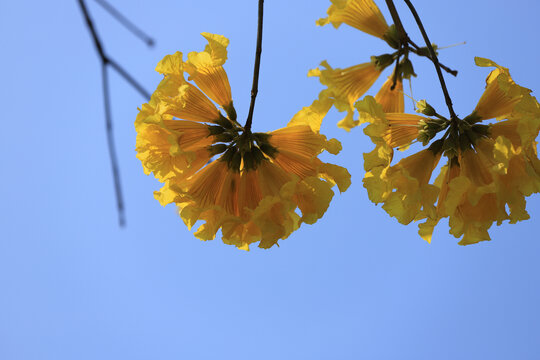 黄花风铃木花卉