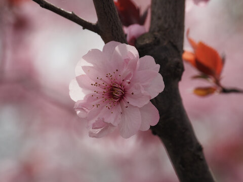 一朵樱花