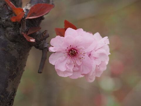 一朵樱花