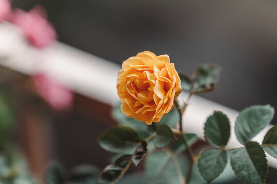 阳台玫瑰花