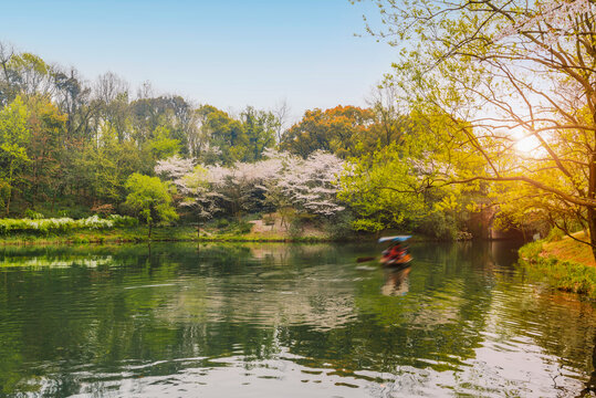 杭州西湖春景乌龟潭樱花