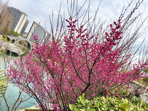 桃花林