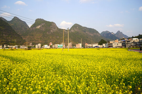 油菜花田