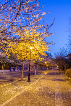 中国南京樱花古建筑夜景