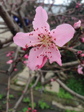 桃花盛开