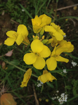 油菜花