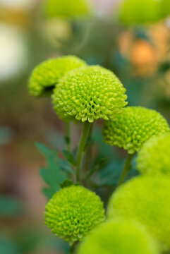 菊花摄影素材