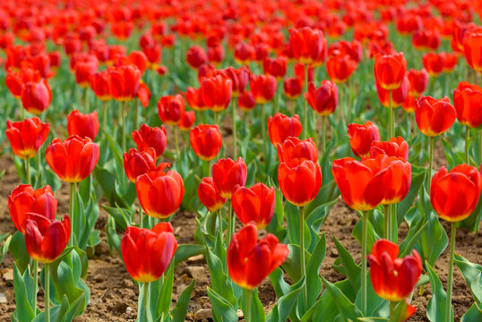 一片郁金香花