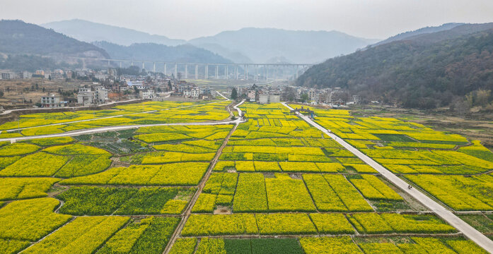 油菜花田