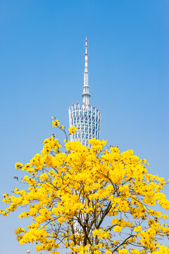广州电视塔与黄花风铃木风景