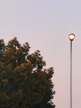 落日时分的路灯与树