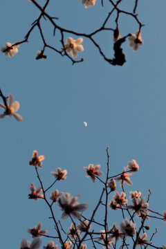 玉兰花与月