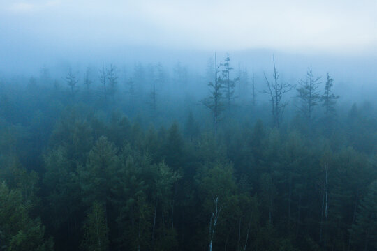 浓雾森林