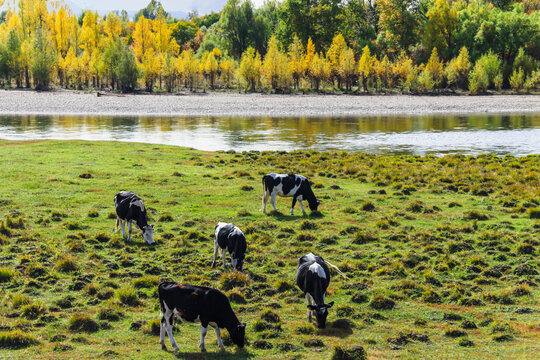 秋季河边牛群吃草