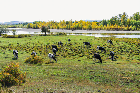 秋天河边牛群吃草
