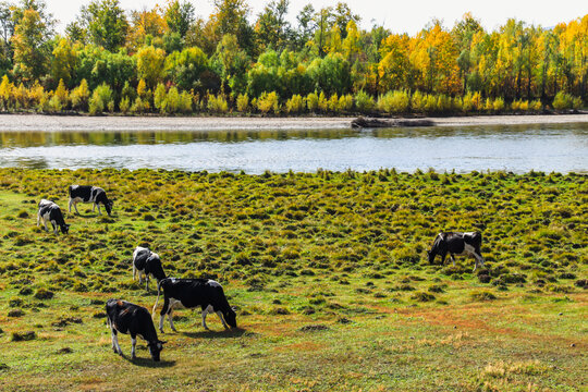 河边秋色牛群吃草