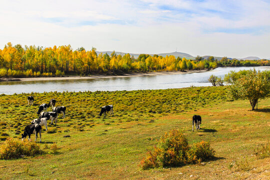 秋季牛群河边吃草