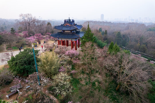 南京梅花山航拍图片