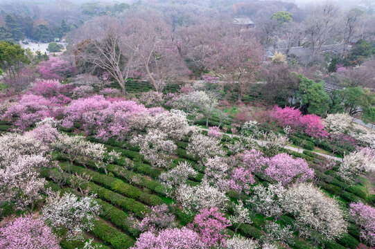 南京梅花山航拍图片