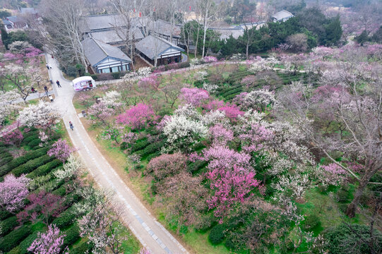 南京梅花山航拍图片