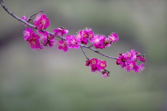 梅花山梅花特写