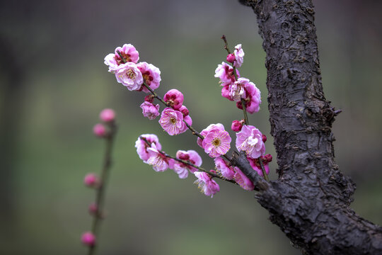 梅花山梅花特写