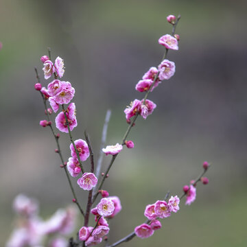 梅花山梅花特写