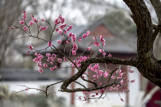 南京梅花山梅花特写