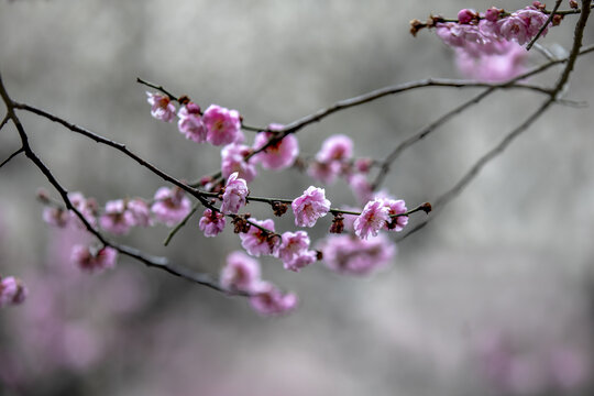 南京梅花山梅花特写