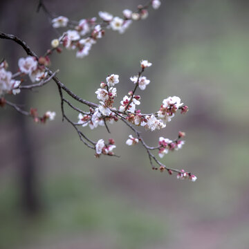 南京梅花山梅花特写