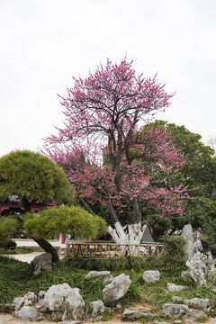 南京梅花山