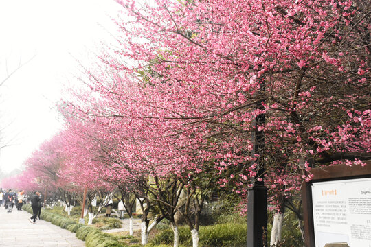 西溪湿地桃花