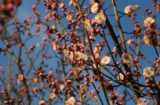 梅花