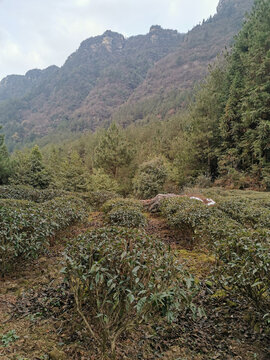 高山茶