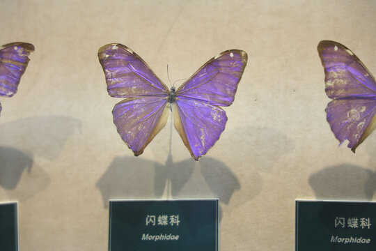 陕西自然博物馆闪蝶标本