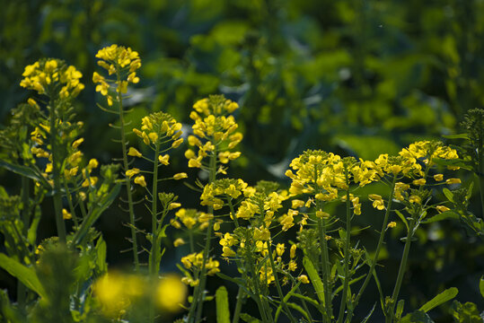 油菜花