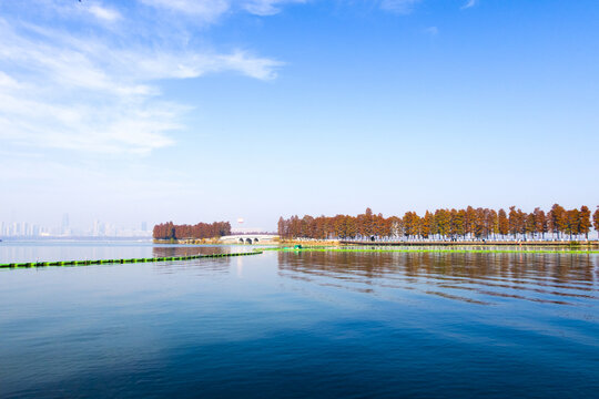 东湖湖中道水杉树