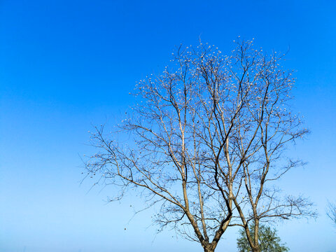 树