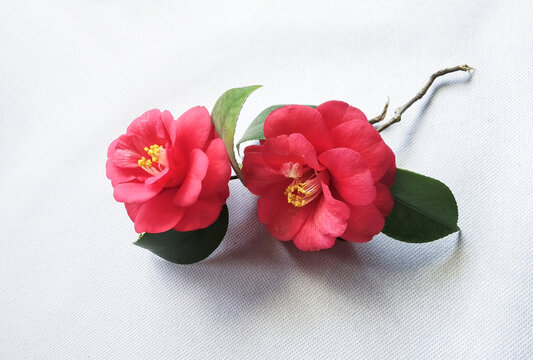 茶花