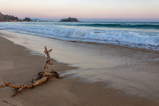 黄昏海滩海浪枯木