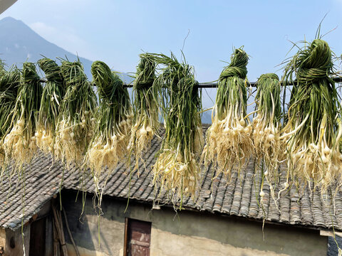 野葱