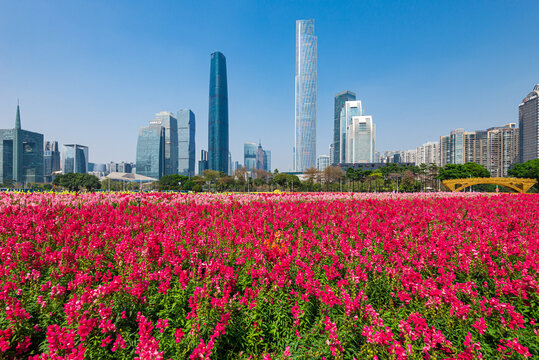 广州市海心沙亚运公园花海风景