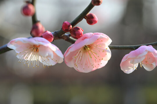 梅花盛开