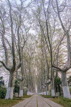 春天中国南京明孝陵风景区