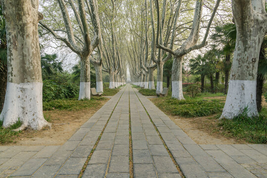 春天中国南京明孝陵风景区